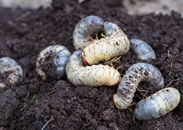White grubs curled in dark soil.