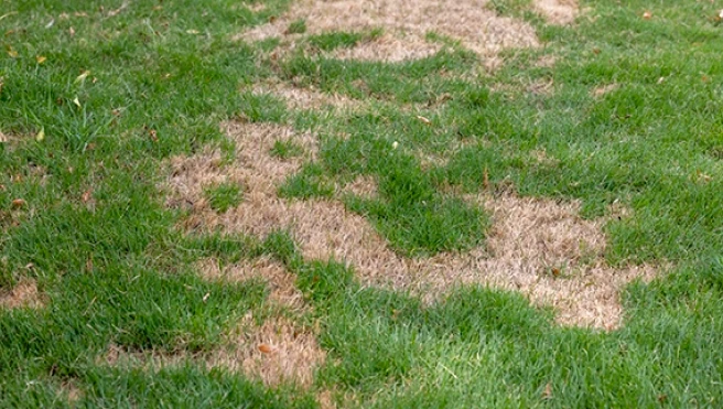 Patchy lawn with areas of brown, dry grass among green turf.