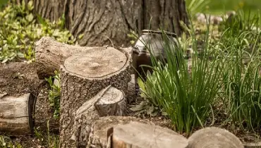 Group of tree stumps.
