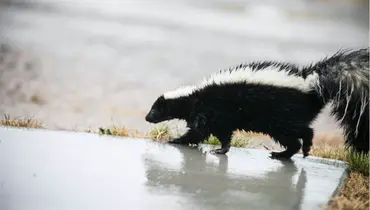 Skunk on wood outside