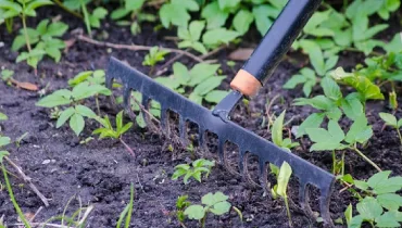 A rake in fresh soil and weeds.