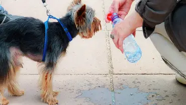 small black and tan dog with person holding water bottle.