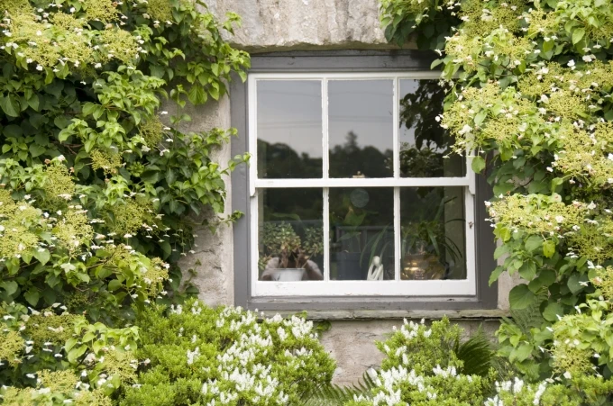 Window between greenery.