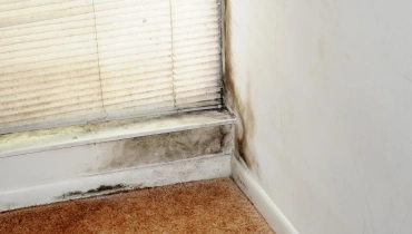 Wall in a home with black mold.