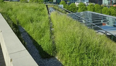 Green roof.