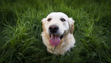 Golden retriever looking at camera with tongue sticking out.