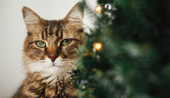 cat peering out of the Christmas tree
