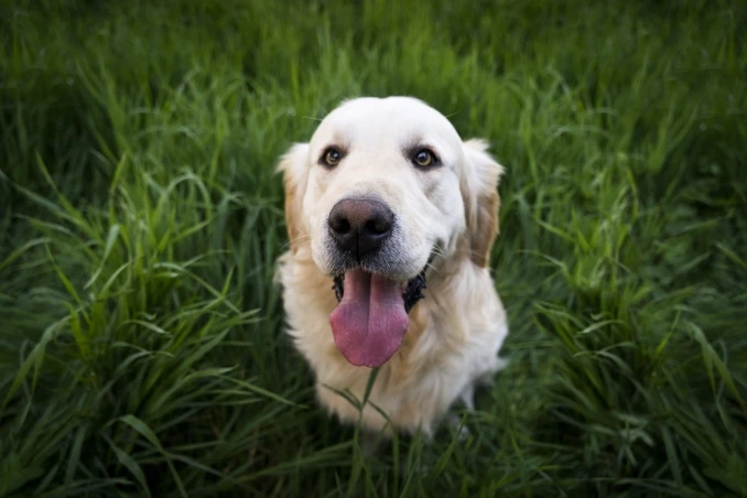Golden retriever looking at camera with tongue sticking out