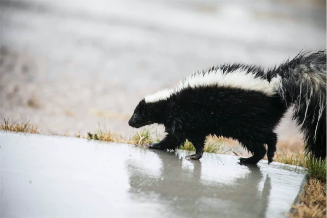 skunk walking on wood outside