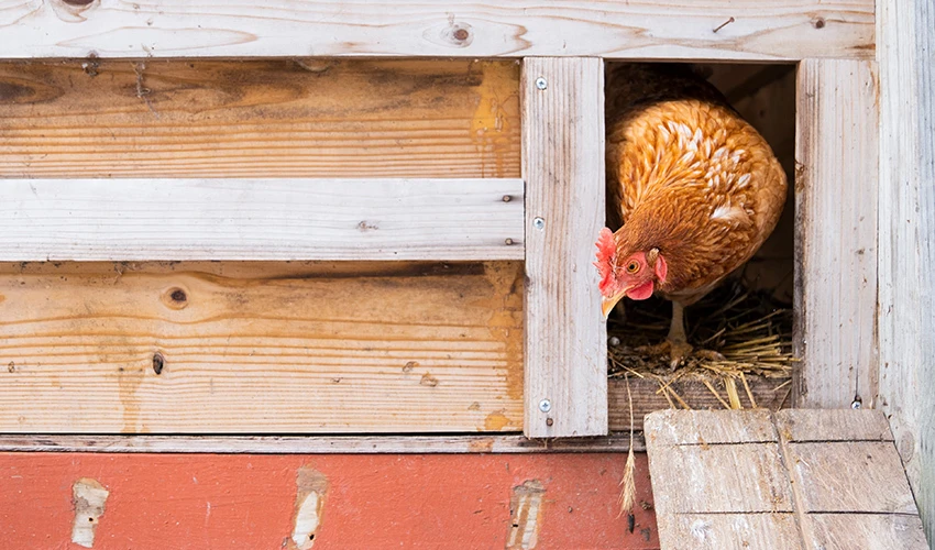 chicken peeking out of coop