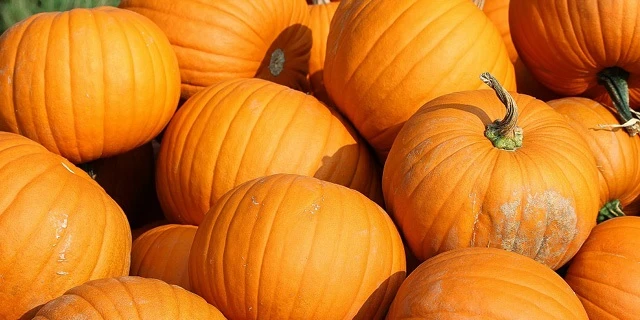 group of pumpkins