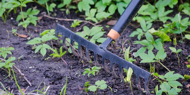 A rake in fresh soil and weeds