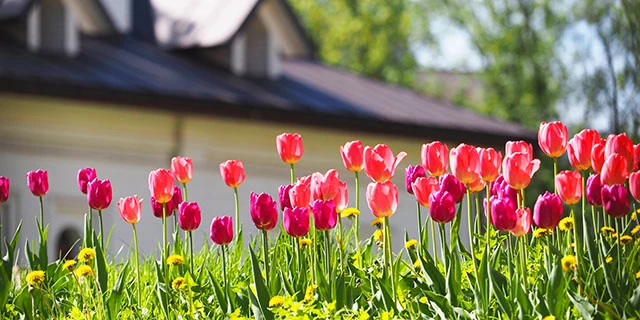 red tulips in bloom