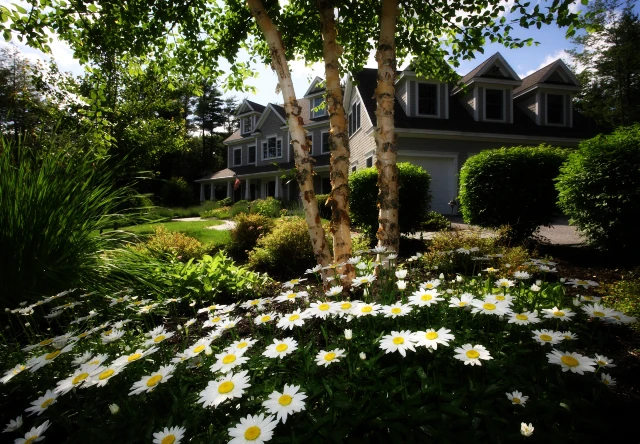 home with daisies out front