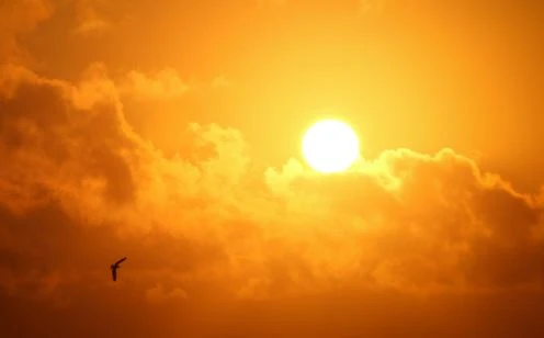 orange sunset with bird