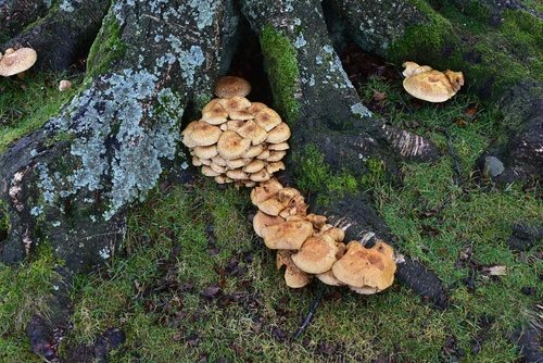 fungi at the base of a tree.