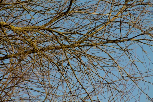 Skinny twigs without buds at the end of branches.