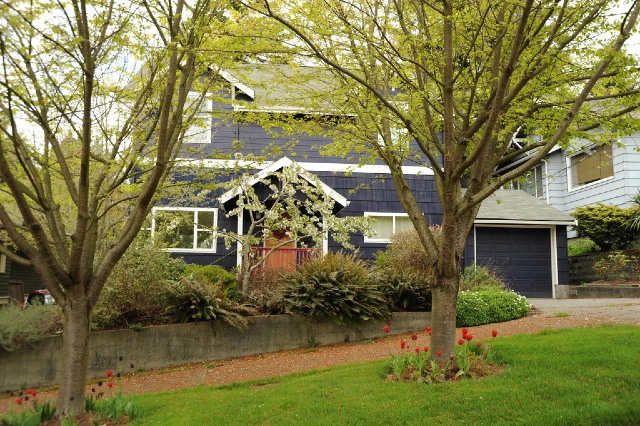 large trees in front of home