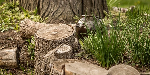 group of tree stumps