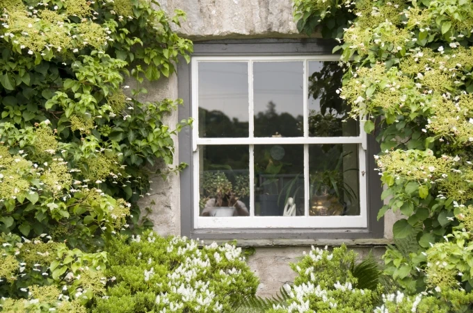 window between greenery