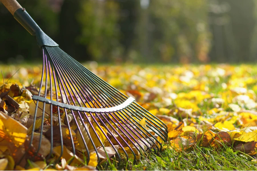 raking a leaf covered lawn