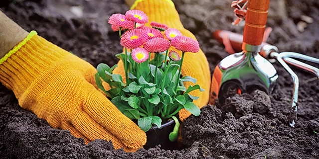 Gardener wearing yellow gloves planting pink flowers