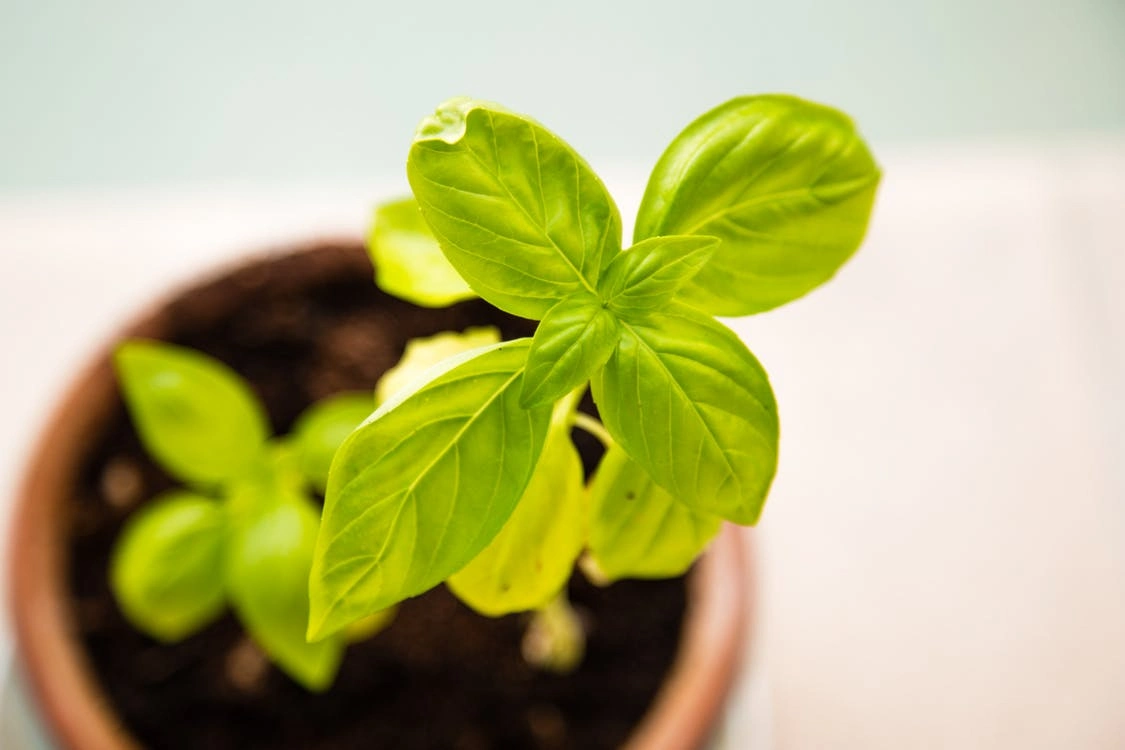 basil plant in a pot