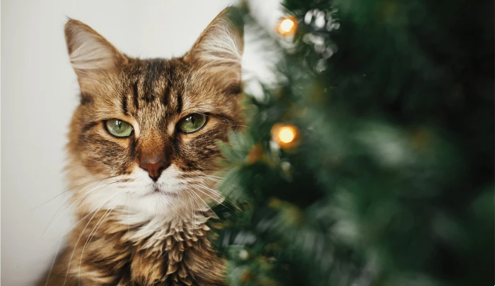 Cat peering out of the Christmas tree