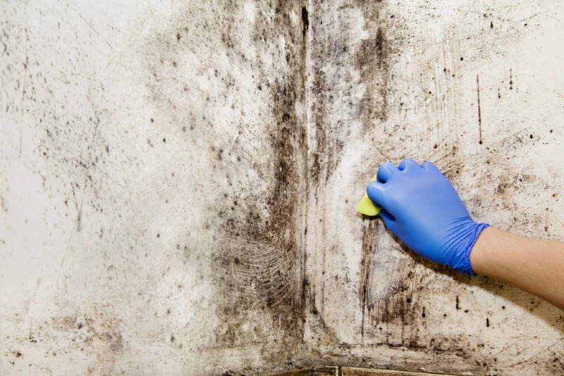 Gloved person scrubbing mold off of a wall