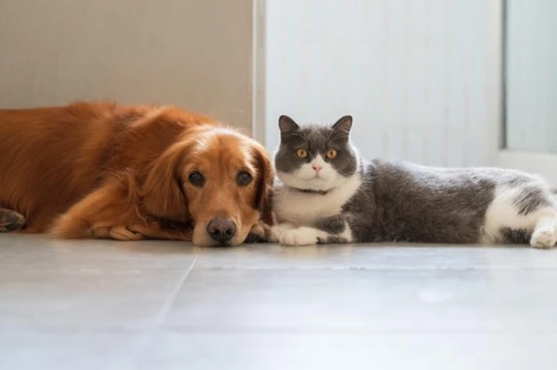 Make arrangements for your pets before you travel.