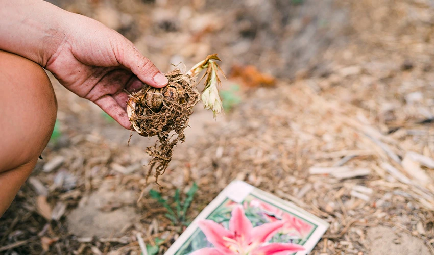 Gardener planting a bulb in the fall