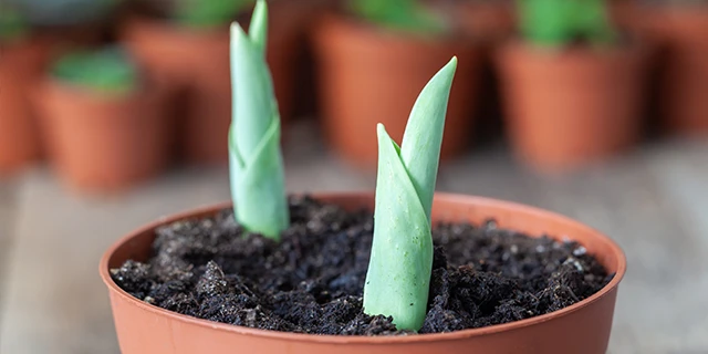 tulips in a pit starting to sprout