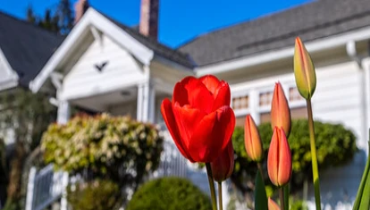 blooming red and pink tulips in front of a home.