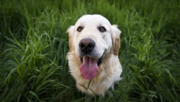 Golden retriever looking at camera with tongue sticking out.