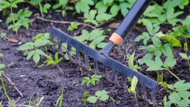 A rake in fresh soil and weeds
