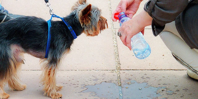 small black and tan dog with person holding water bottle.
