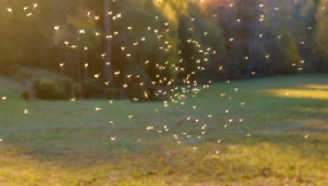 A swarm of mosquitos.