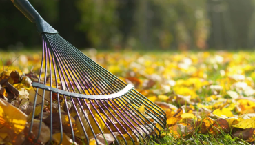 Raking a leaf covered lawn.