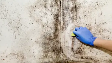 Gloved person scrubbing mold off of a wall