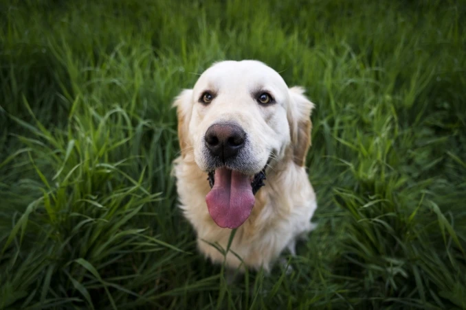 Golden retriever looking at camera with tongue sticking out.
