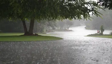 Rain pouring on a street lined with trees.