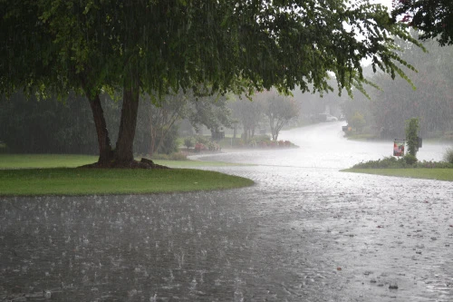 Rain pouring on a street lined with trees.