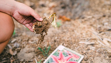Gardener planting a bulb in the fall.