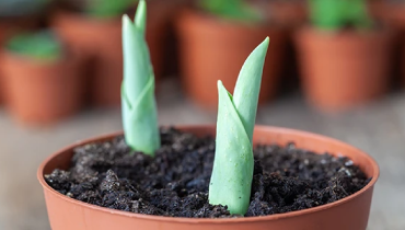 Tulips in a pot starting to sprout.